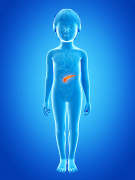anatomy of a young child - pancreas