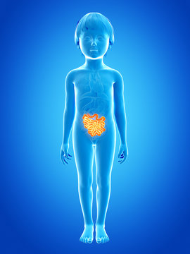 anatomy of a young child - small intestine