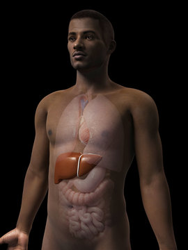 anatomy of an african american man - liver