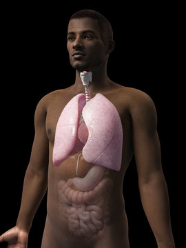 anatomy of an african american man - lung