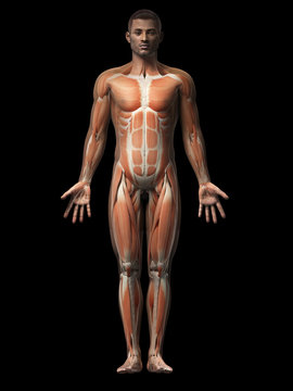 anatomy of an african american man - muscles