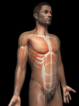 anatomy of an african american man - muscles