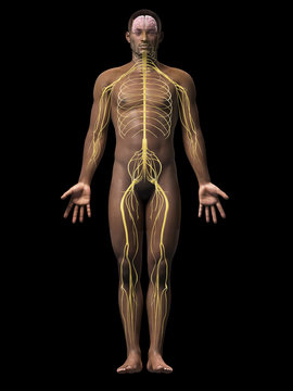 anatomy of an african american man - nerves