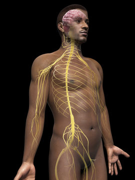 anatomy of an african american man - nerves