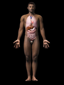 anatomy of an african american man - organs