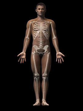 anatomy of an african american man - skeleton
