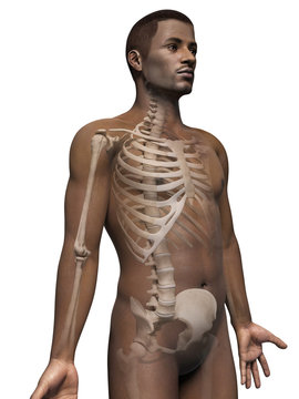 anatomy of an african american man - skeleton