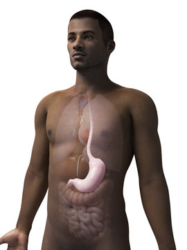 anatomy of an african american man - stomach