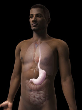 anatomy of an african american man - stomach