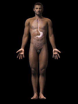 anatomy of an african american man - stomach