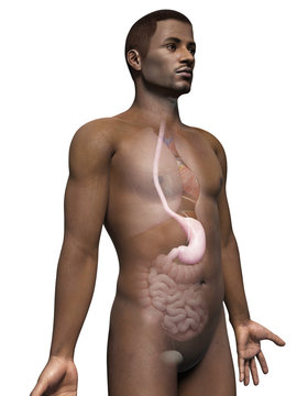 anatomy of an african american man - stomach