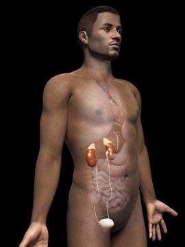 anatomy of an african american man - kidneys