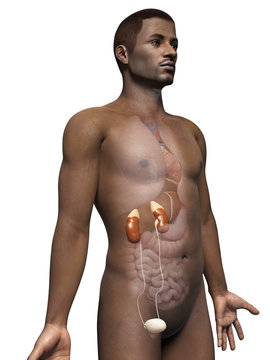 anatomy of an african american man - kidneys