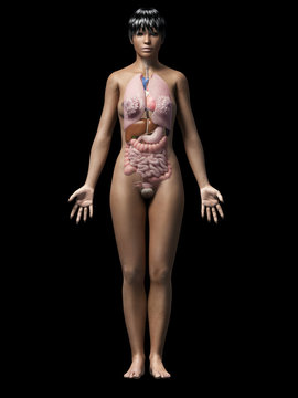 anatomy of an african american woman - organs