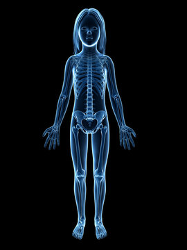 anatomy of a young girl - skeleton