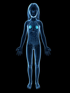 anatomy of a young girl - mammary glands