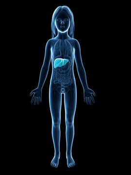 anatomy of a young girl - the liver