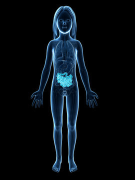 medical illustration -
