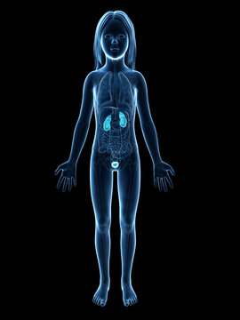 anatomy of a young girl - the urinary system