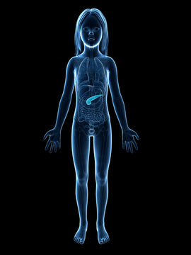 anatomy of a young girl - the pancreas