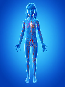 anatomy of a young girl - vascular system