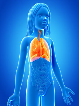 anatomy of a young girl - the lung