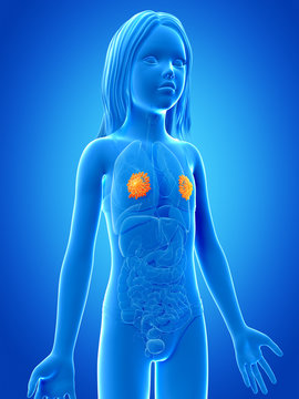 anatomy of a young girl - mammary glands