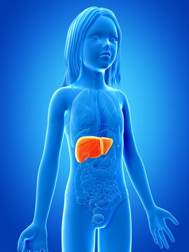 anatomy of a young girl - the liver