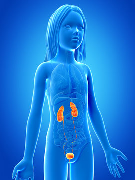 anatomy of a young girl - the urinary system