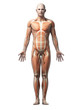 © Sebastian Kaulitzki - male anatomy illustration - the muscles