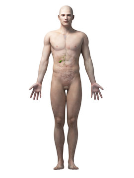 male anatomy illustration - the gallbladder