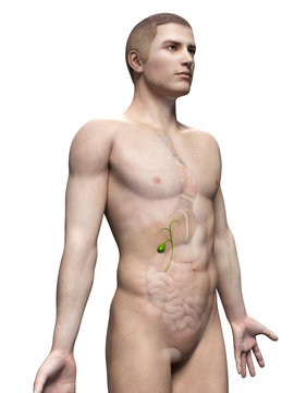 male anatomy illustration - the gallbladder