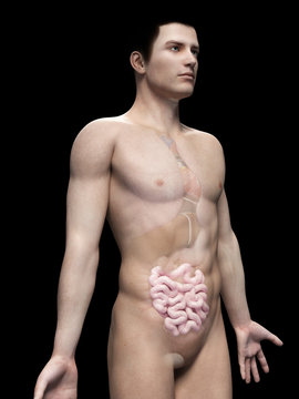 male anatomy illustration - the small intestine
