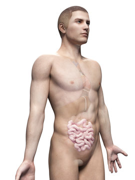 male anatomy illustration - the small intestine