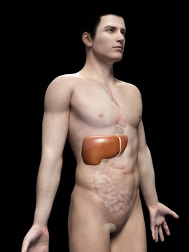 male anatomy illustration - the liver