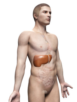 male anatomy illustration - the liver