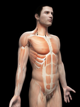 male anatomy illustration - the muscles