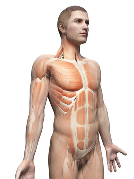 male anatomy illustration - the muscles