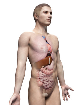 male anatomy illustration - the organs