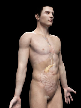 male anatomy illustration - the pancreas