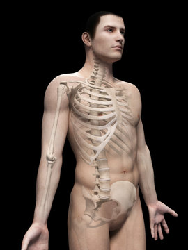 male anatomy illustration - the skeleton
