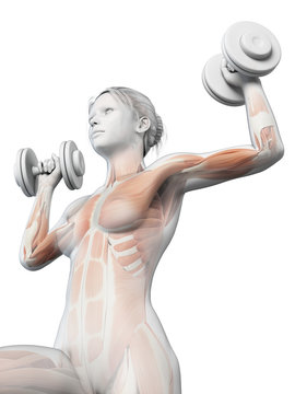 anatomical illustration of a woman working out