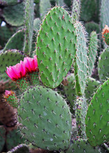 Cactus Fleuri