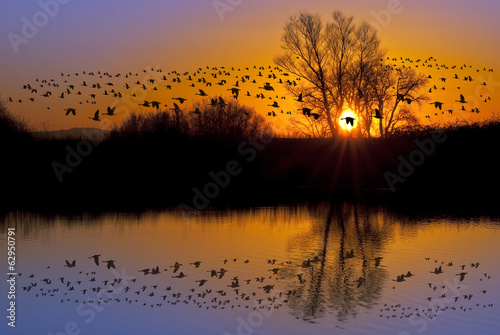 Wild Geese on an Orange Sunset