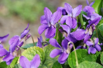 Canvas Print - Veilchen - Viola odorata 03