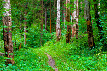 Sticker - green summer forest and footpath