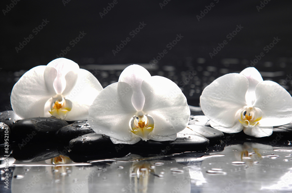 Trzy białe orchidee na czarnych kamieniach - obrazy, fototapety, plakaty 