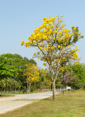 Yellow flower of Tabebuia Argentea tree