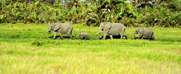 Wall Mural - Amboseli elephants