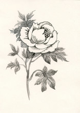 Beautiful Painted Flower Sketch